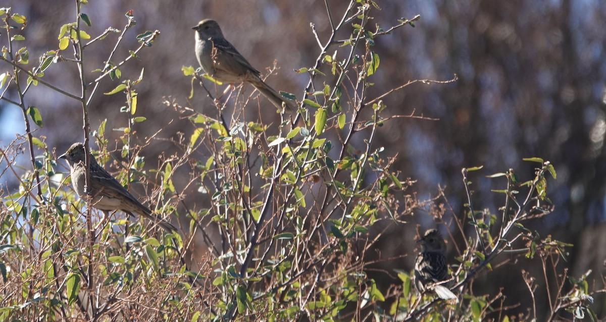 Golden-crowned Sparrow - ML283363951