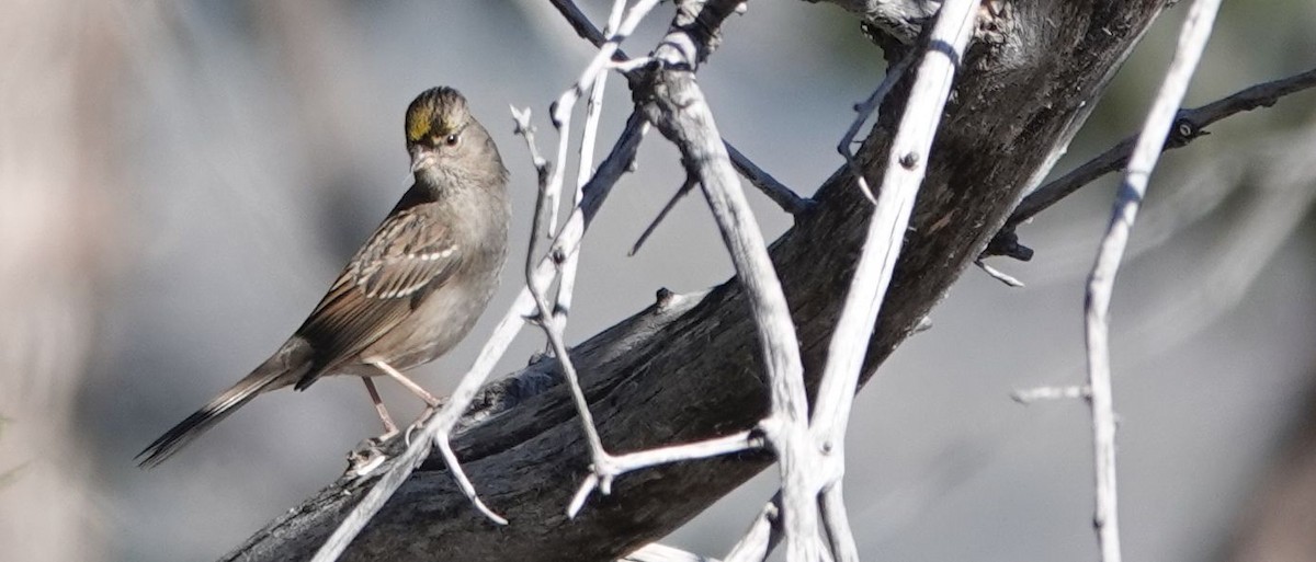 Golden-crowned Sparrow - ML283363961