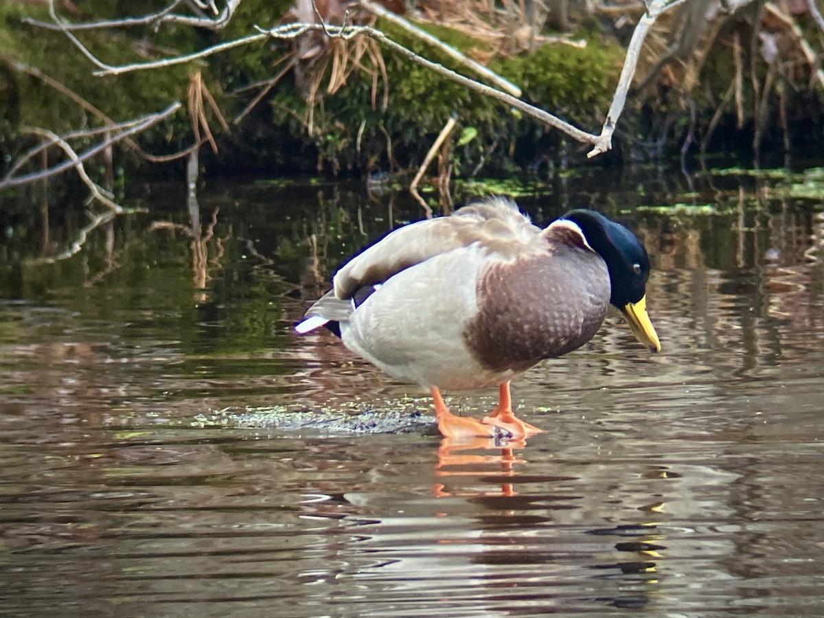 Mallard - ML283363971