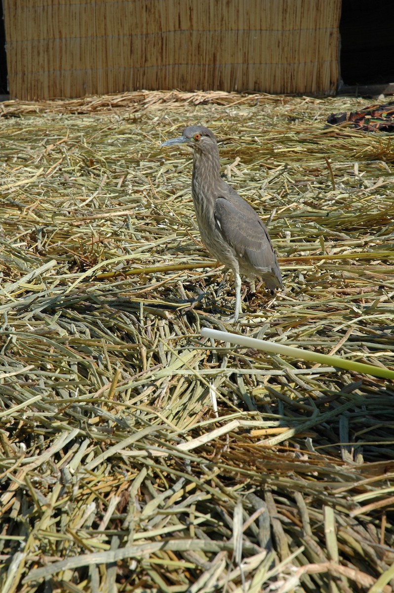 Black-crowned Night Heron - ML283369251