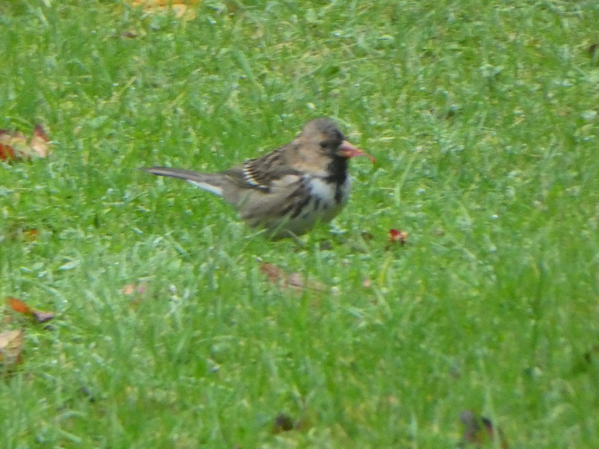 Harris's Sparrow - ML283370901