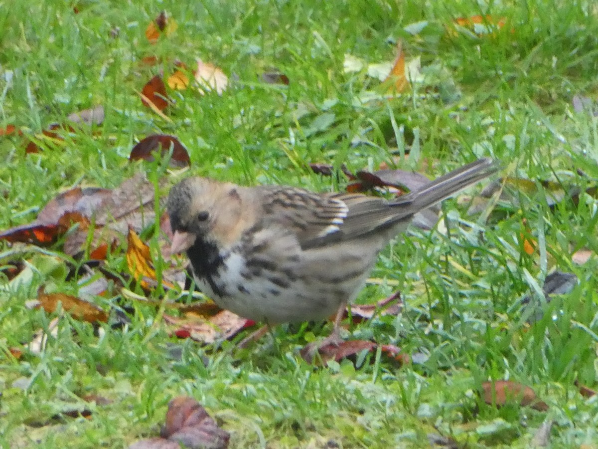 Harris's Sparrow - ML283370911