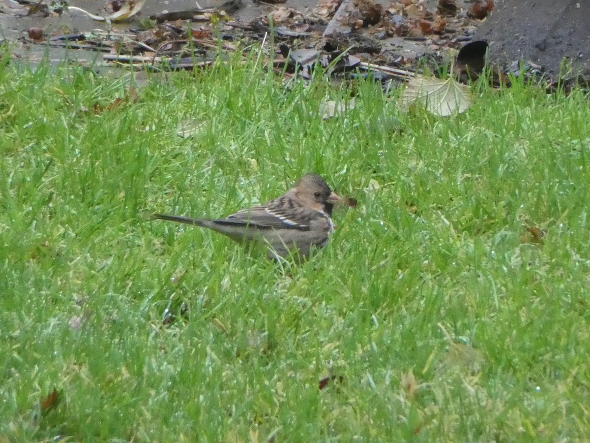 Harris's Sparrow - ML283370941