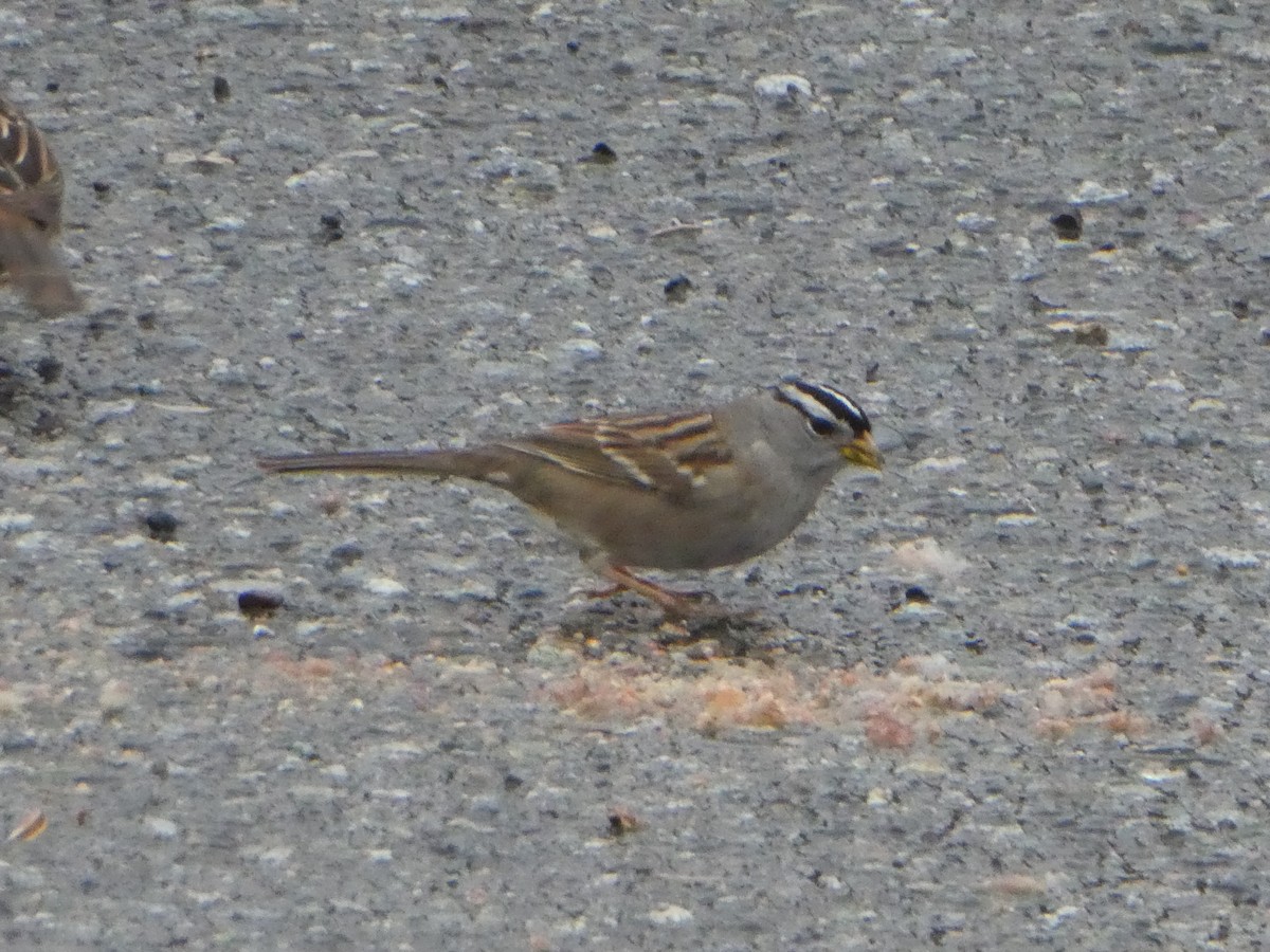 White-crowned Sparrow (pugetensis) - ML283370991