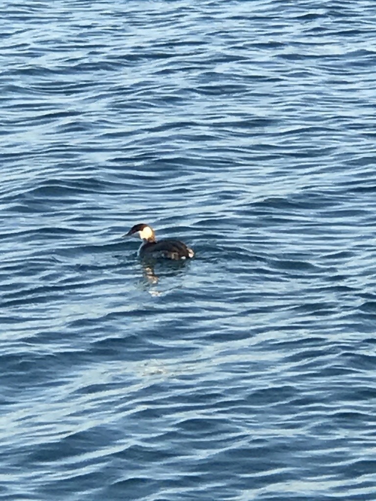 Horned Grebe - ML283372441