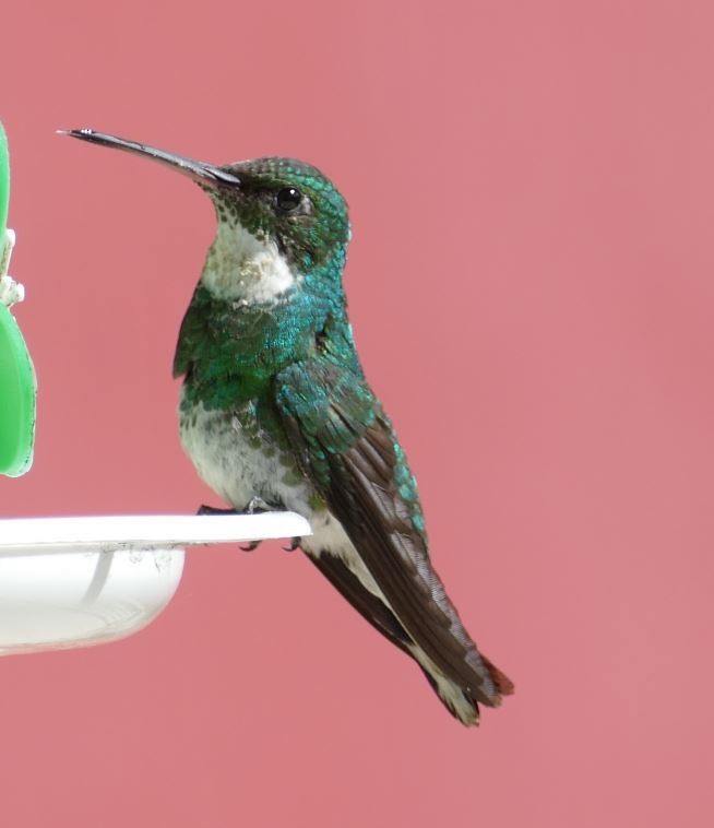 White-throated Hummingbird - Derek Heins