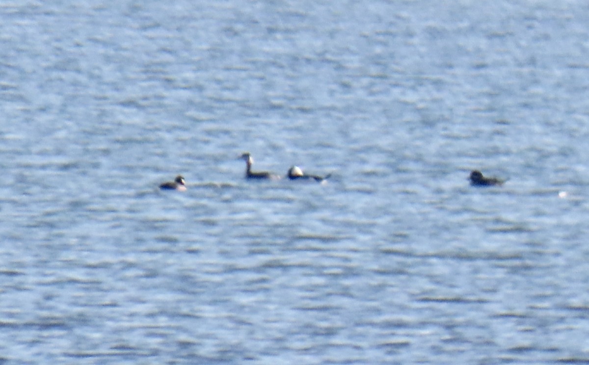 Red-necked Grebe - ML283372921