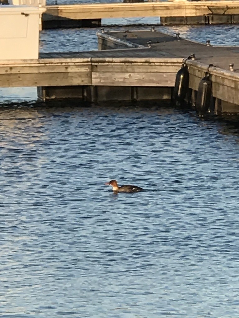 Common Merganser - ML283373841