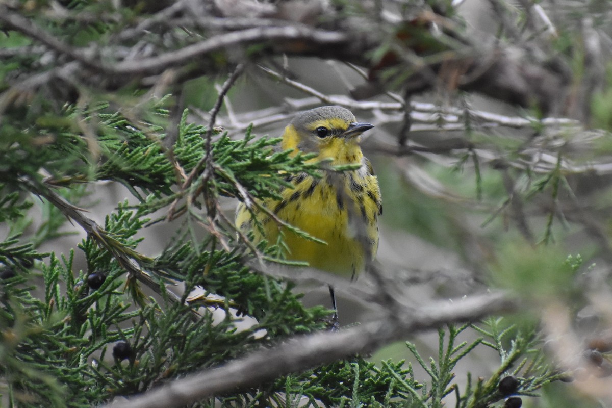 Cape May Warbler - Brandon  Swayser