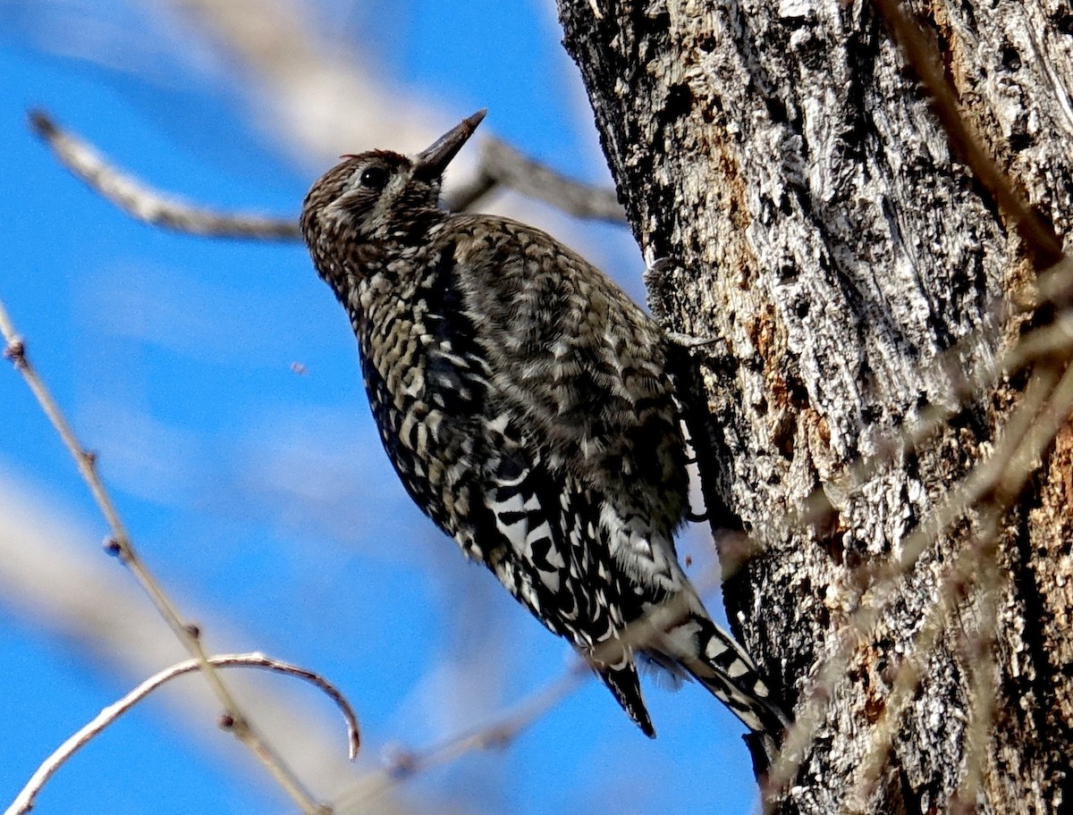 Yellow-bellied Sapsucker - ML283377201