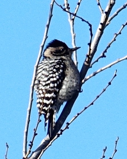 Ladder-backed Woodpecker - Thomas Jackman