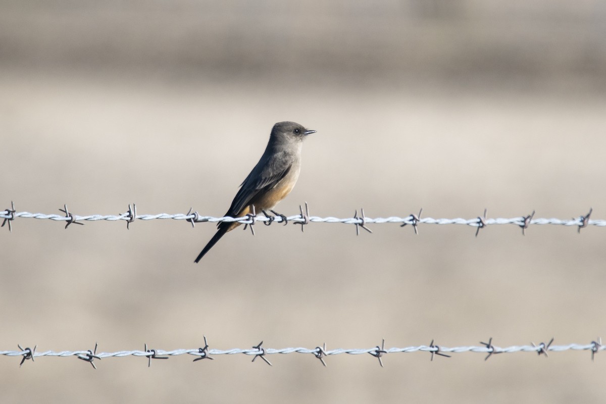 Say's Phoebe - ML283378081