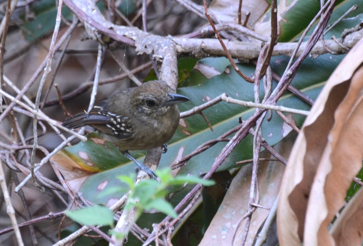 Black-crowned Antshrike - ML28337951