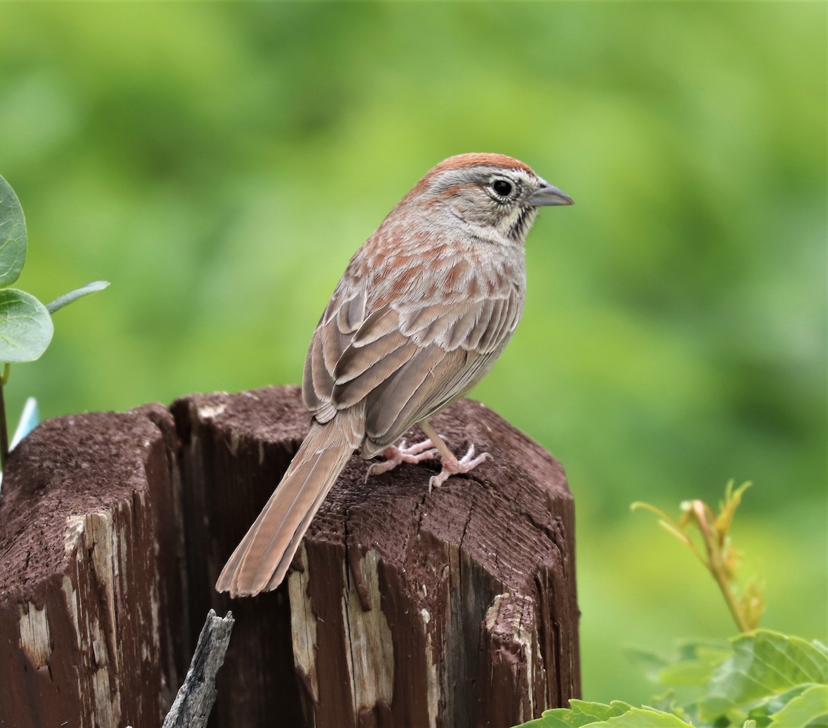 Rufous-crowned Sparrow - ML283380101