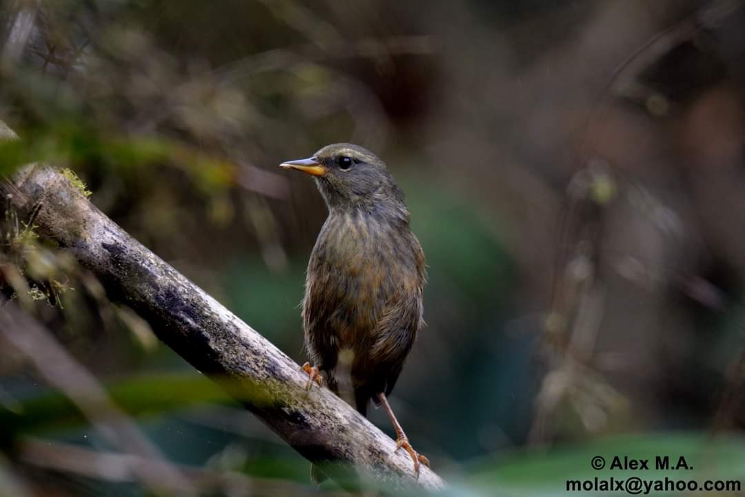 Peg-billed Finch - ML283381731