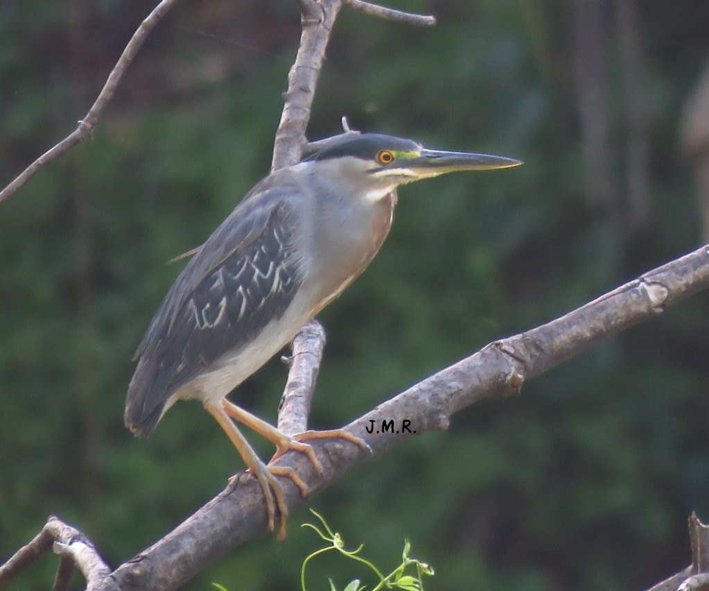 Striated Heron - ML283382741