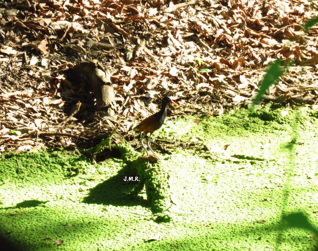 Wattled Jacana - Julián Retamoza