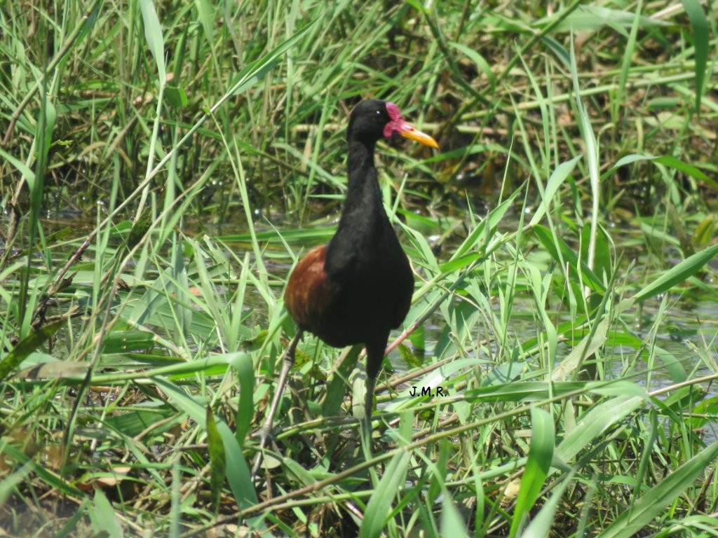 Wattled Jacana - ML283382801
