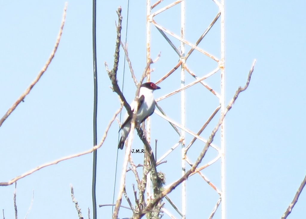 Black-tailed Tityra - ML283382941