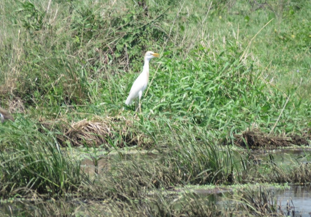 Western Cattle-Egret - ML283383161