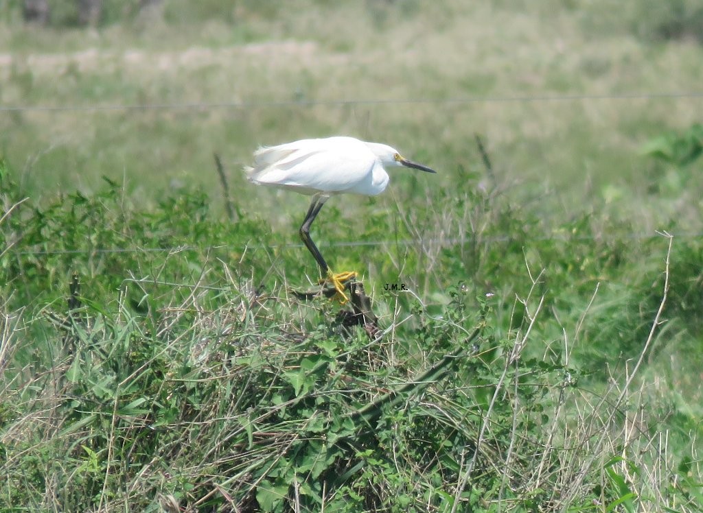 volavka bělostná - ML283383211