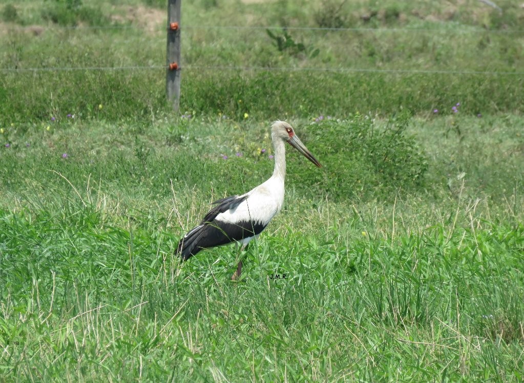 Maguari Stork - Julián Retamoza