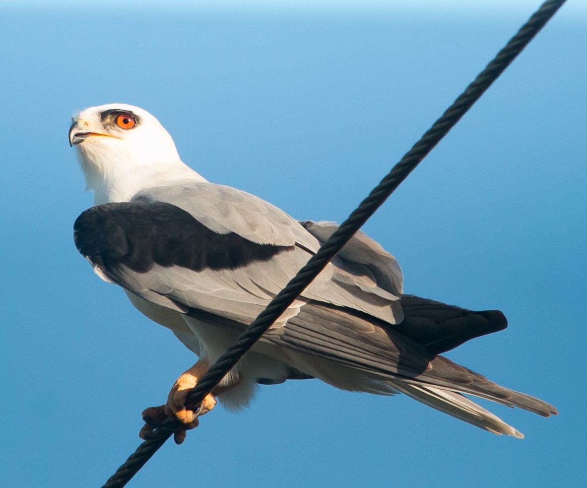 White-tailed Kite - ML283383481