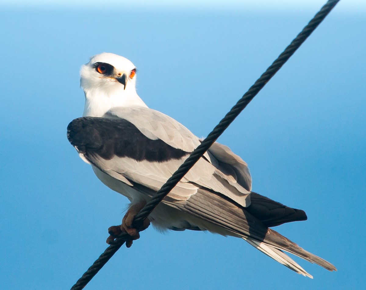 White-tailed Kite - ML283383511