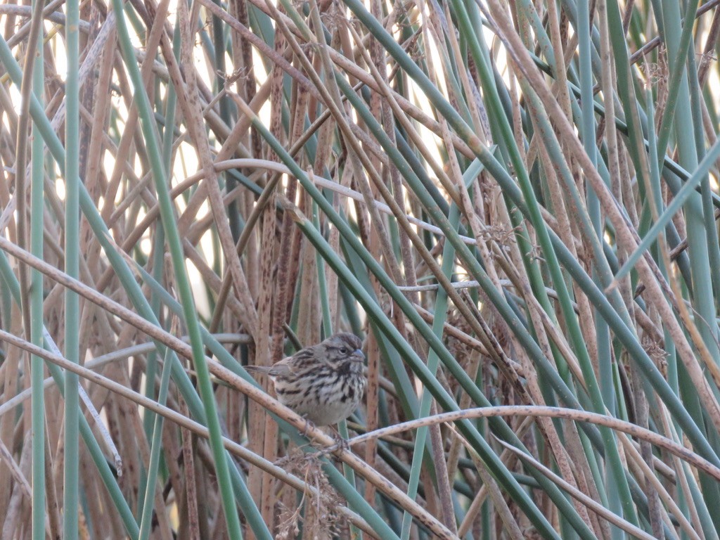 Song Sparrow - Jennifer Rycenga