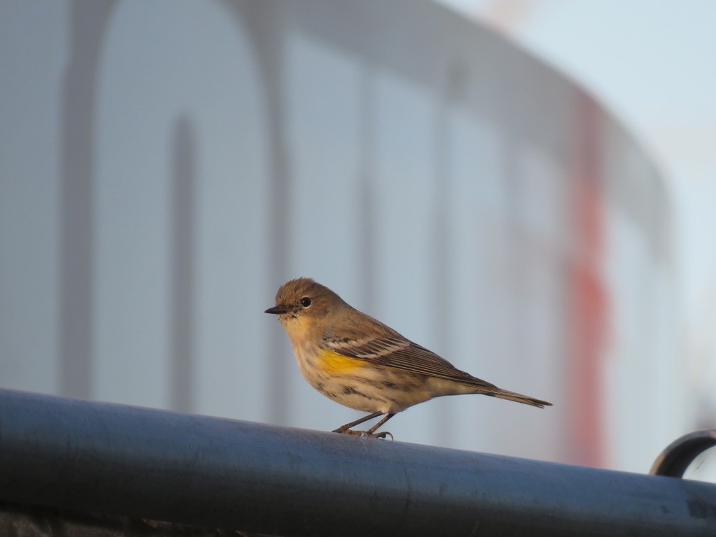 Yellow-rumped Warbler - ML283383641