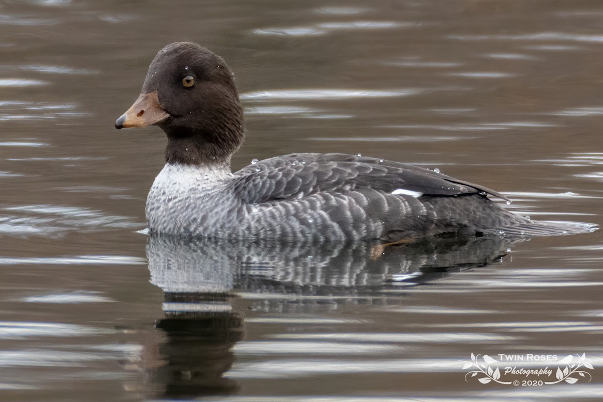 Barrow's Goldeneye - Raina Cayla Iris Roses