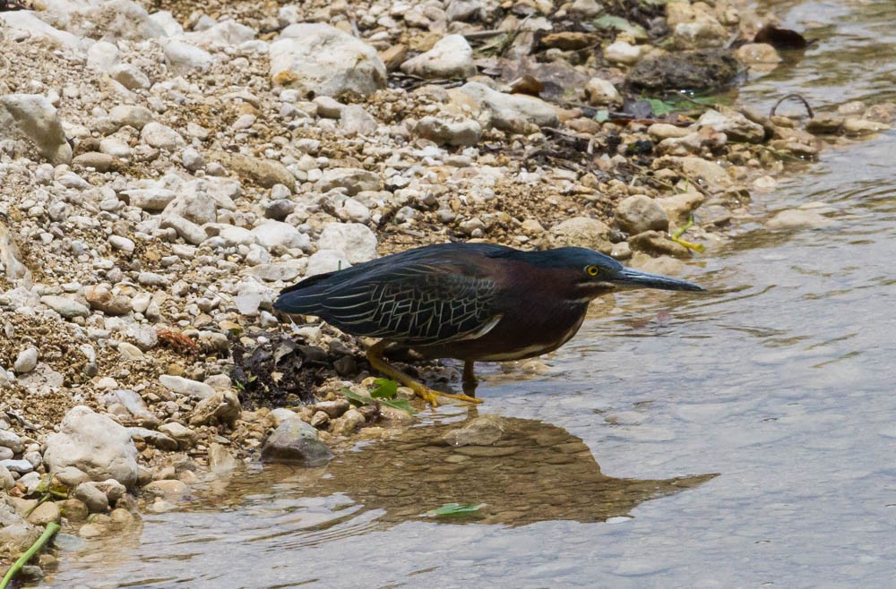 Green Heron - Damon Williford