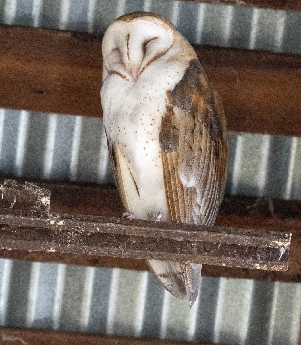 Barn Owl - ML283391091