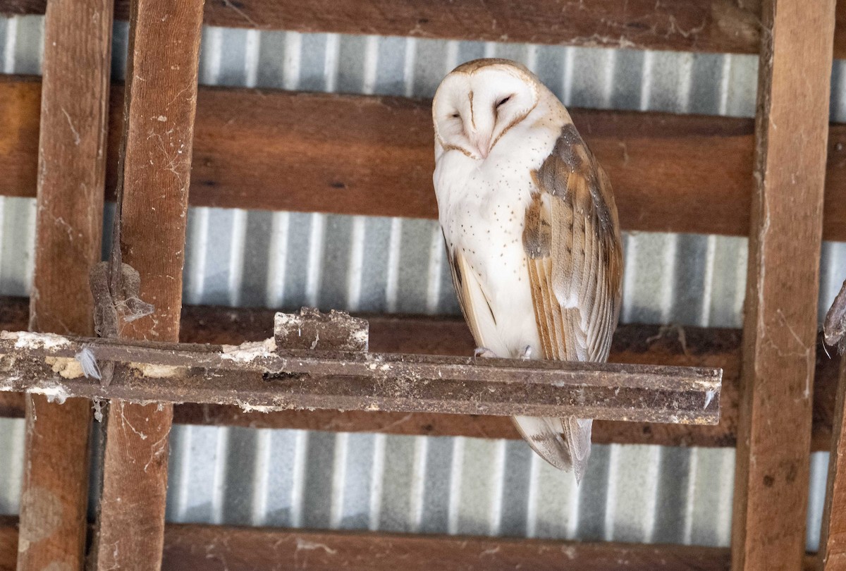 Barn Owl - ML283391101