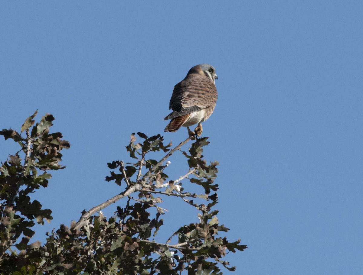 American Kestrel - ML283391131