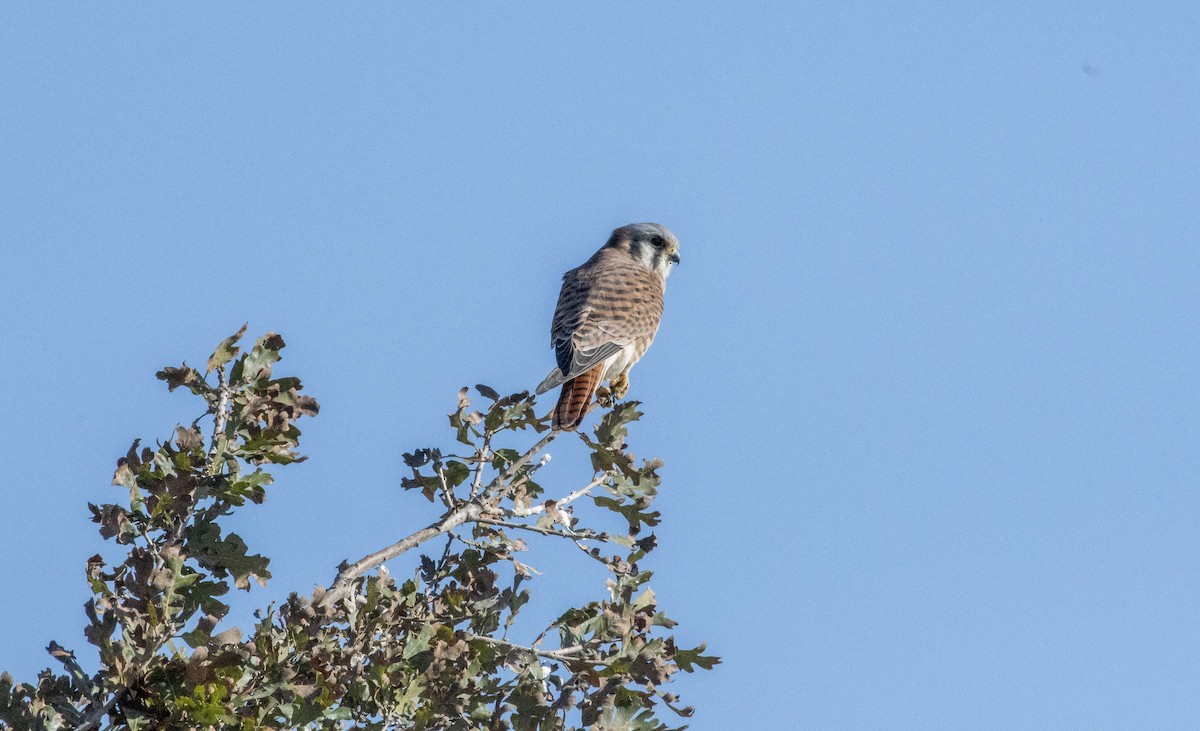 American Kestrel - ML283391141