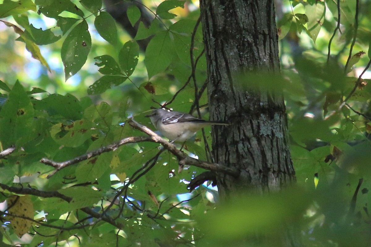 Northern Mockingbird - ML283391281