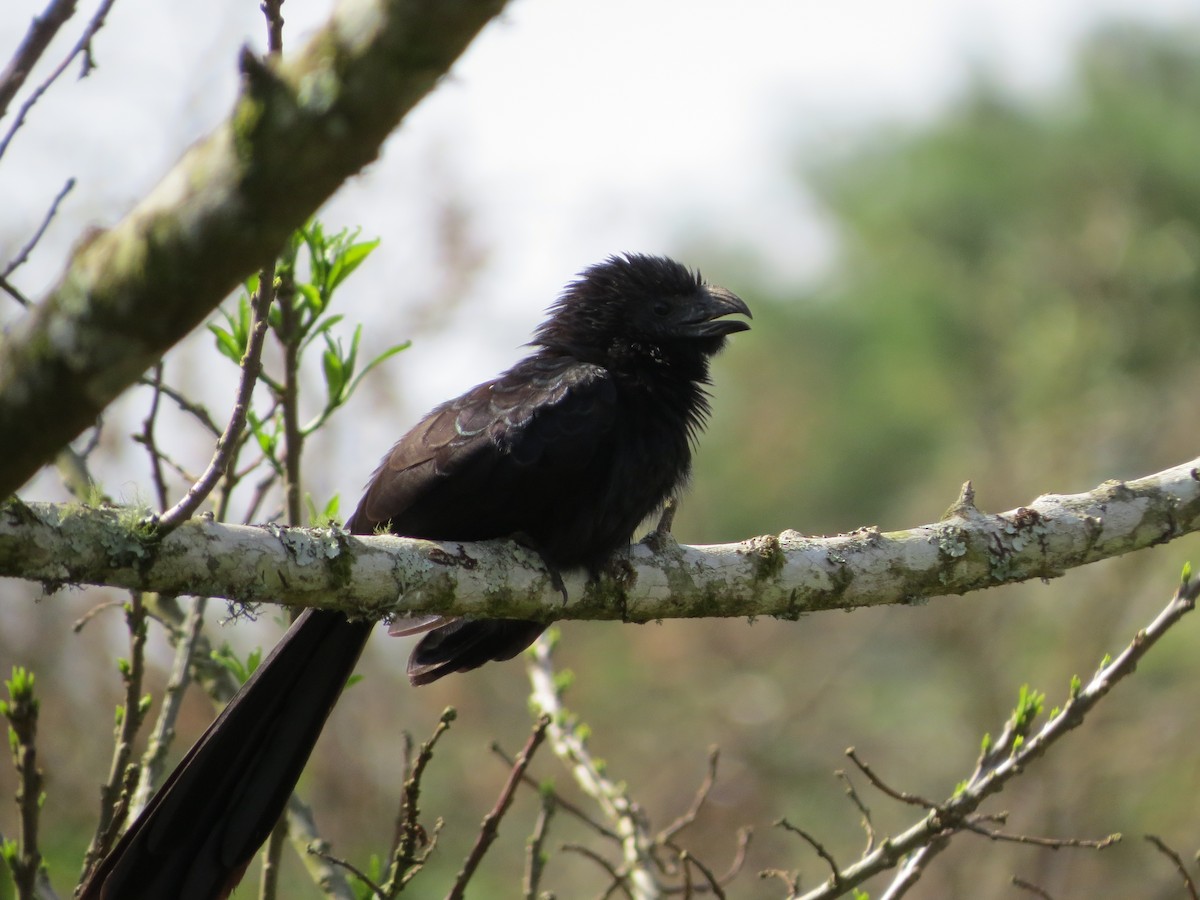 Groove-billed Ani - ML28339301