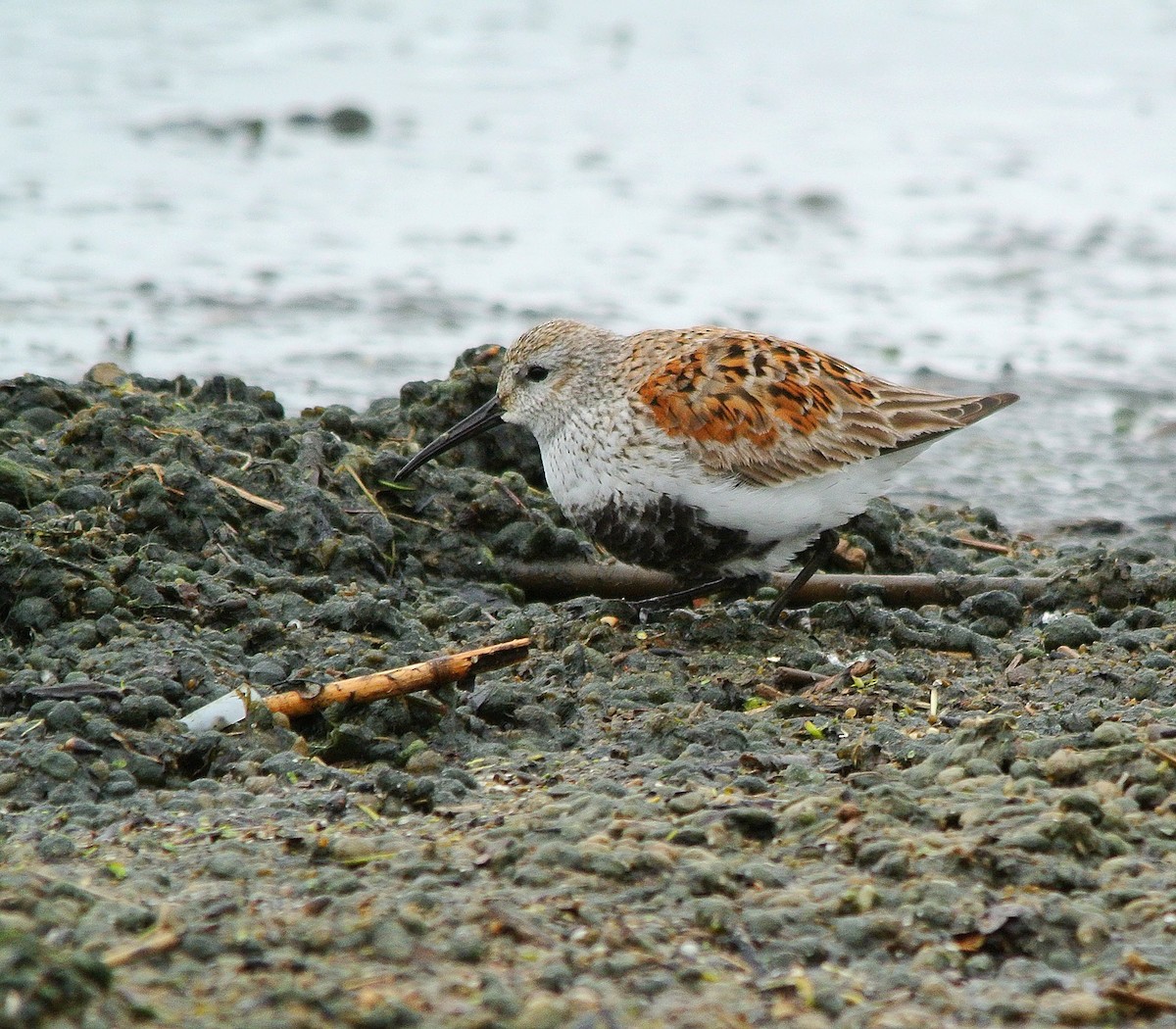 Dunlin - ML283396441