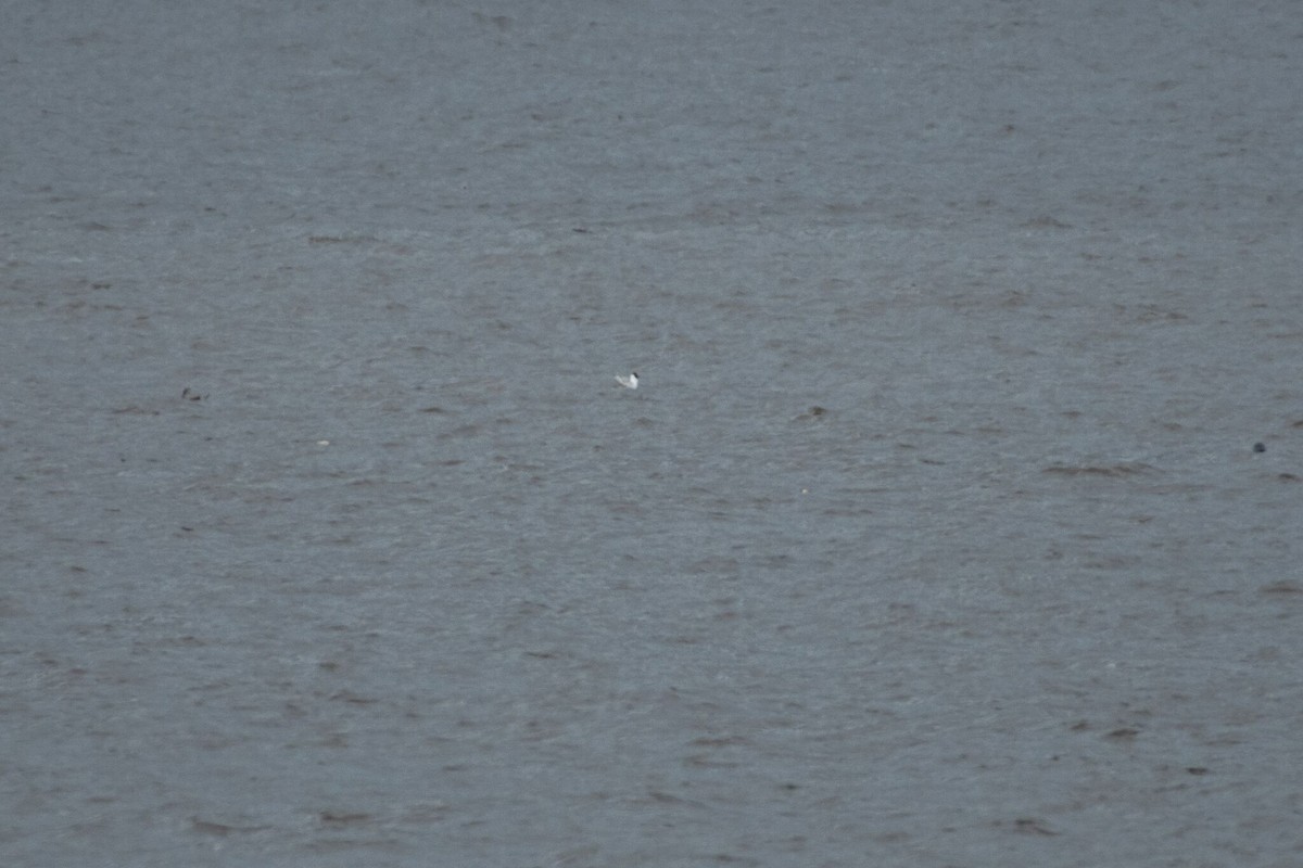 Mouette pygmée - ML28339671