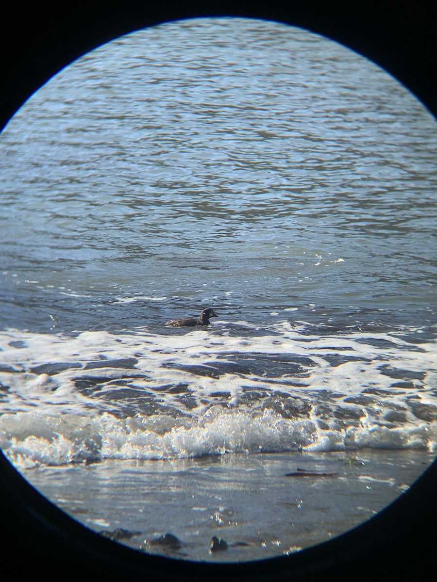 Harlequin Duck - ML283397081