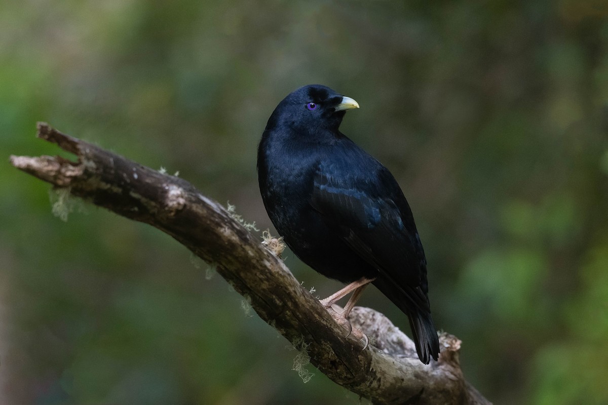 Satin Bowerbird - Terence Alexander