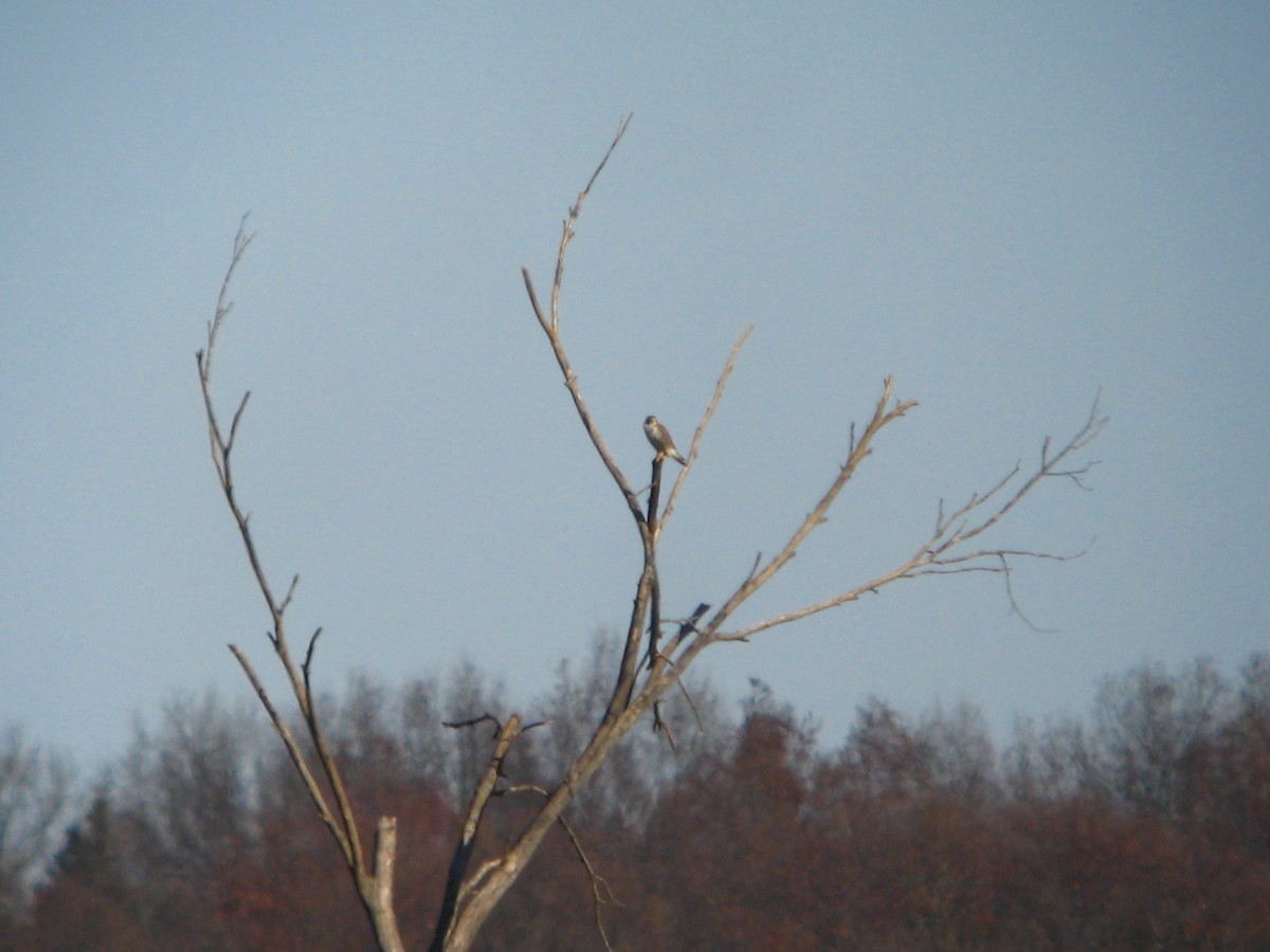 Prairie Falcon - Chris Barrigar