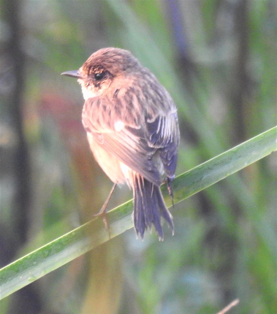 Siberian Stonechat - ML283400731