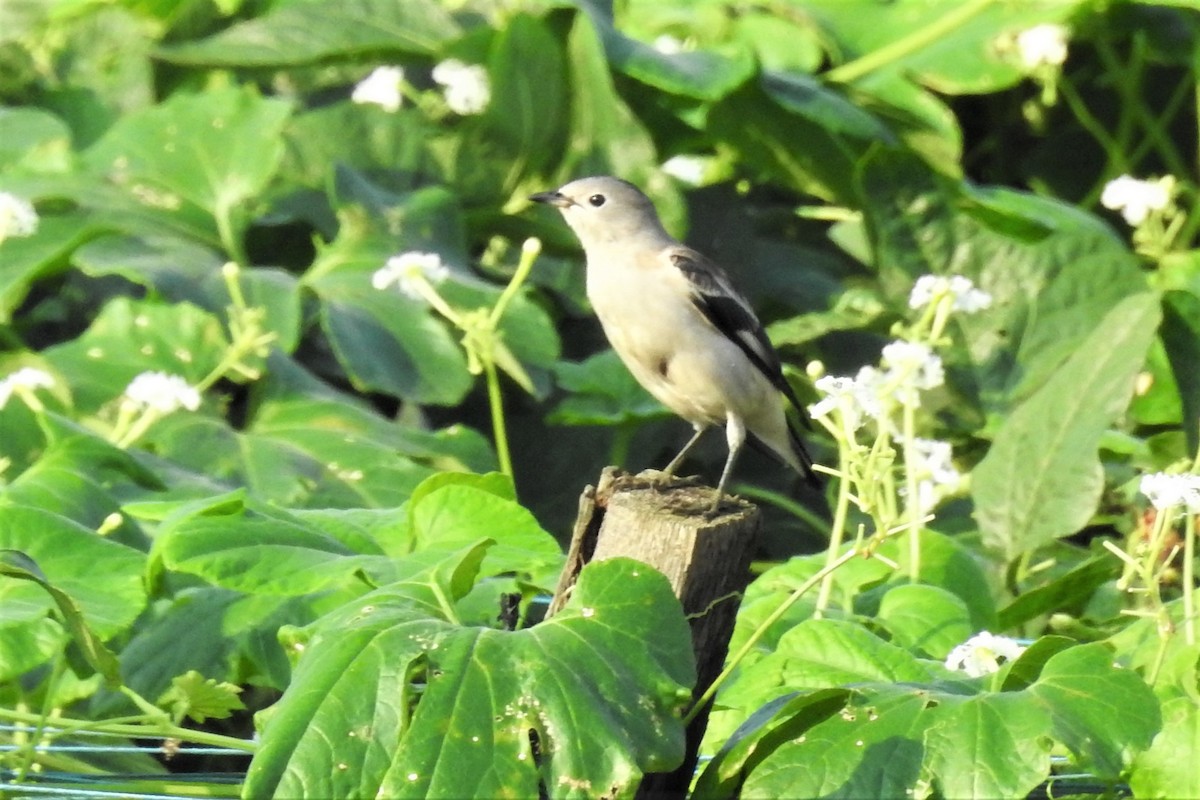 Daurian Starling - Praveen J