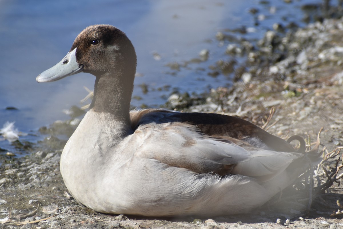 Mallard (Domestic type) - ML283403321