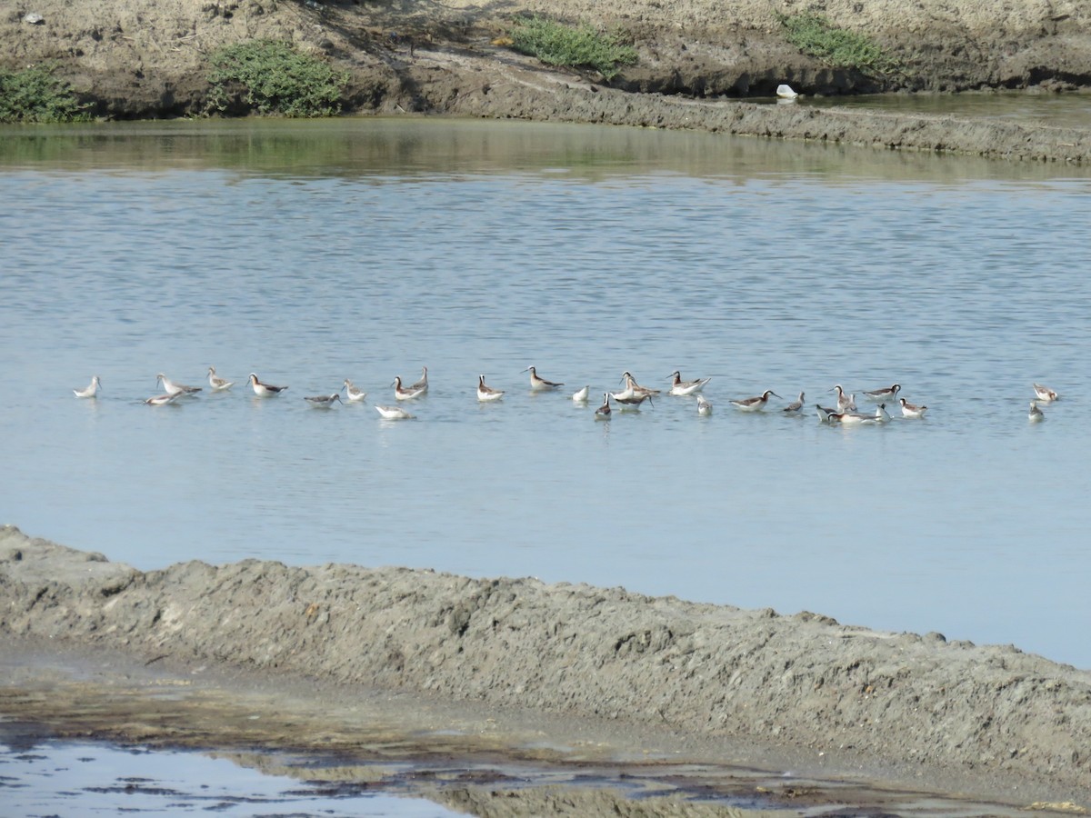 Falaropo Tricolor - ML28340351