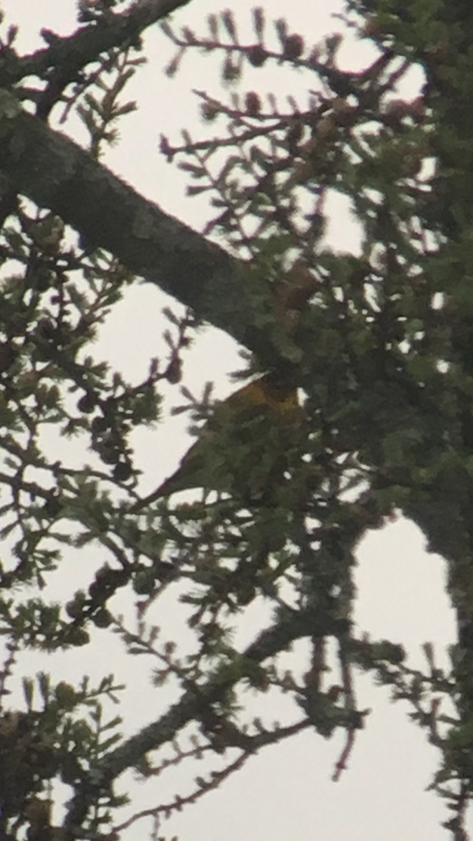 Cape May Warbler - ML28340411