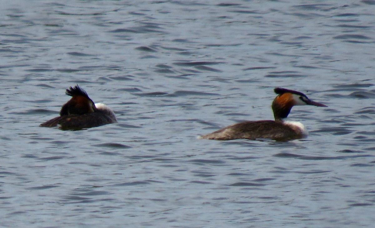 Great Crested Grebe - ML283404671