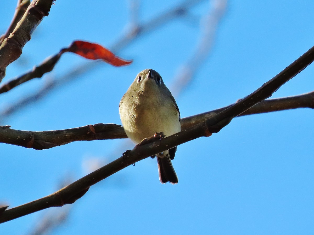 Ruby-crowned Kinglet - ML283404691